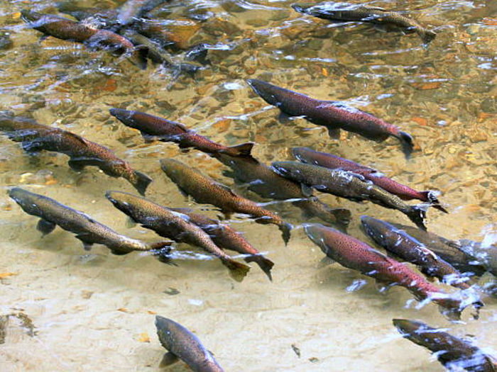 Spawning Chinook salmon at the surface